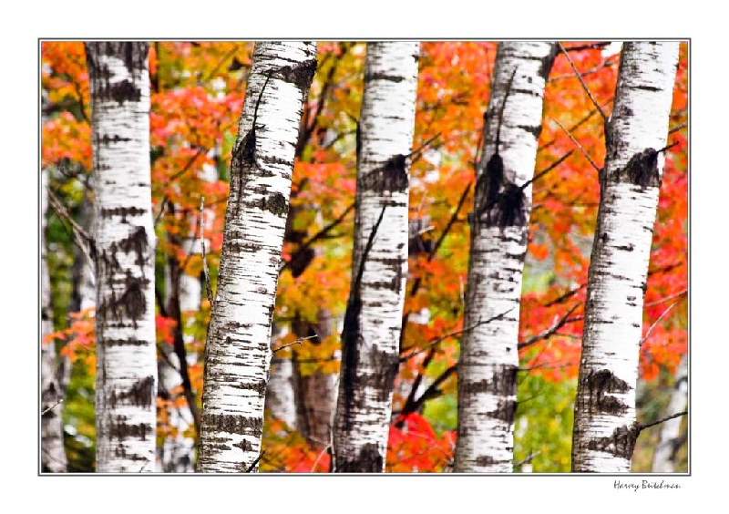 Algonquin Birch Trees 6235.jpg